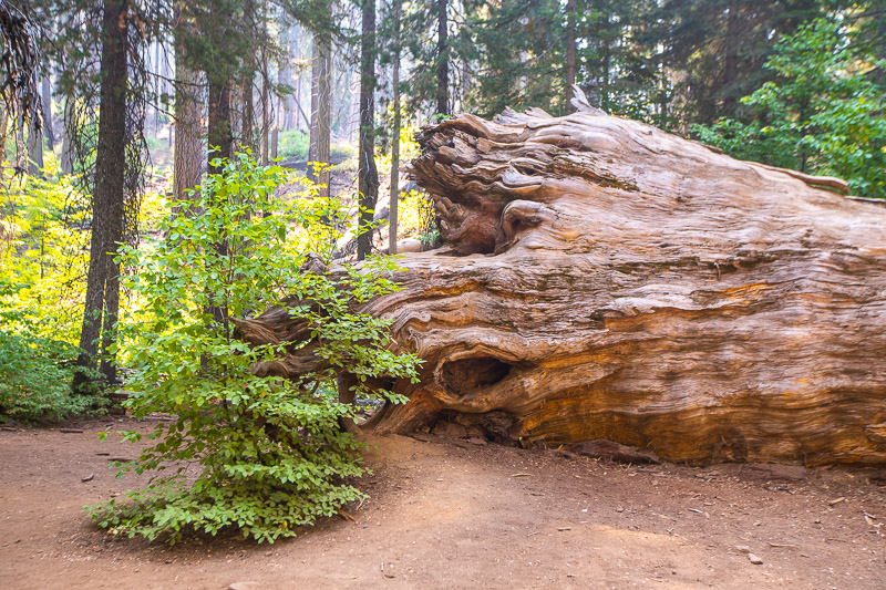 dead sequoia trunk on ground