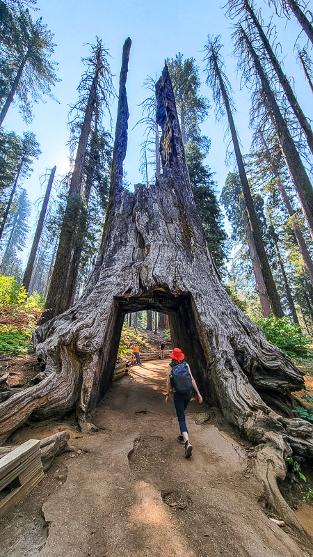 person walking through hole in sequpia in tuolumne grove sequoias