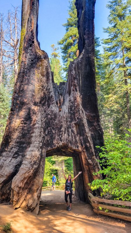 woman standing inside hole in giant sequoias at tuolumne grove yosemite (2)