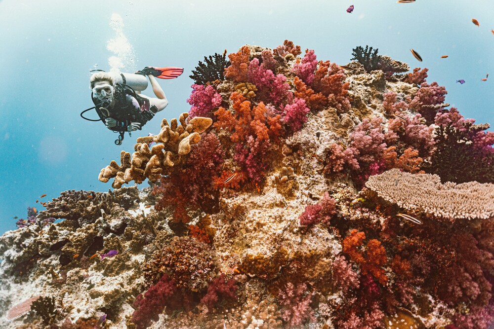 person scuba diving around coral