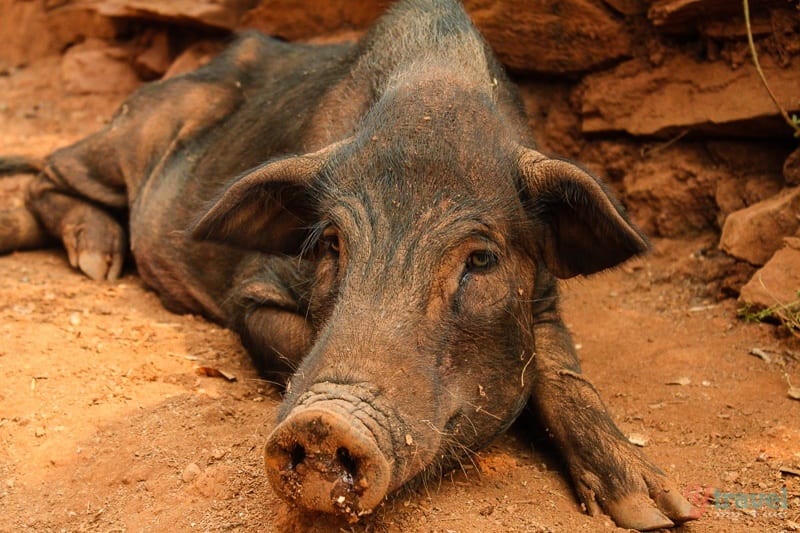 a pig lying in the sand