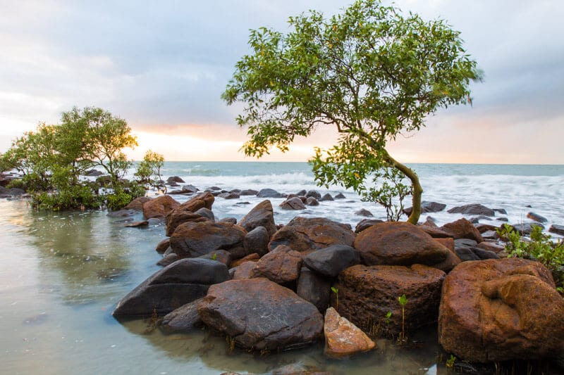 sunrise on four mile beach with tree in foreground