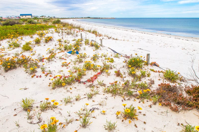 sand dunes on the beach