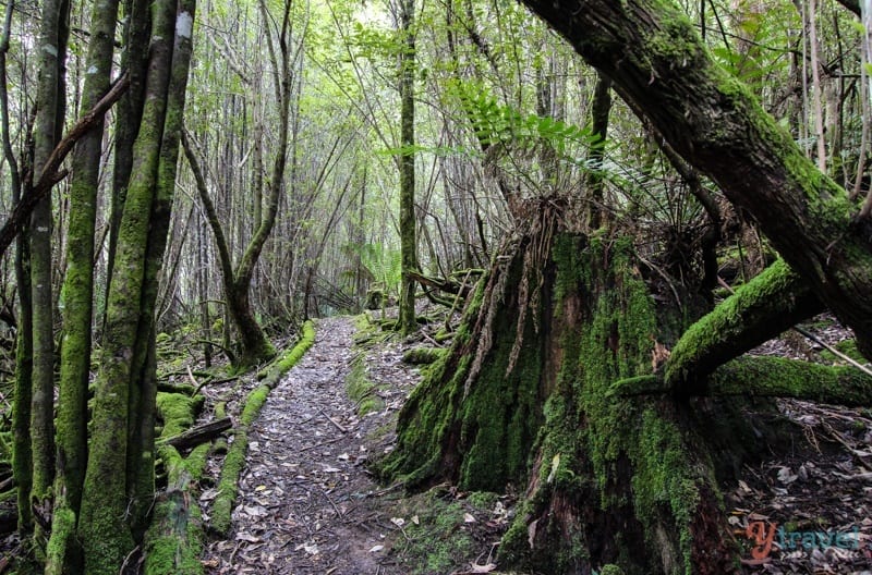 A tree in a forest