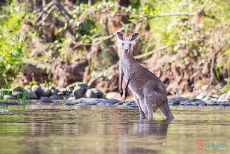 kangaroo in a river