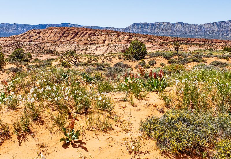 people on Dry Forks Trail  with wildflowers in foreground