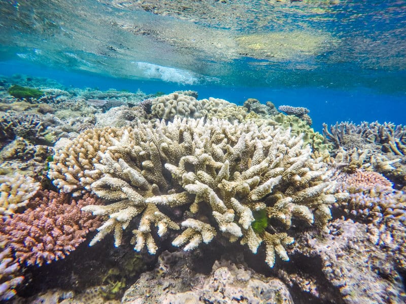 coral under water