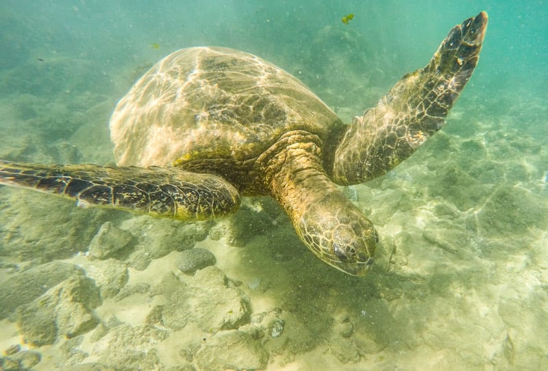 A turtle swimming under water