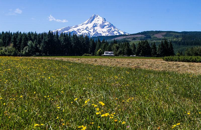 snow capped mount hood