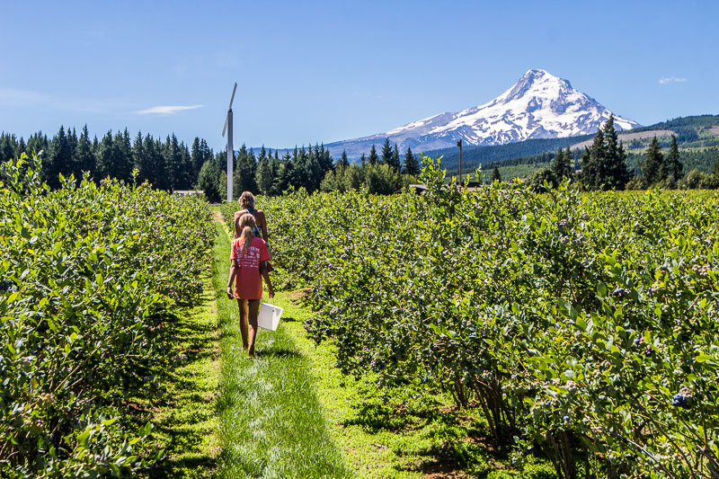 family walking past cherry trees with mt hood in background