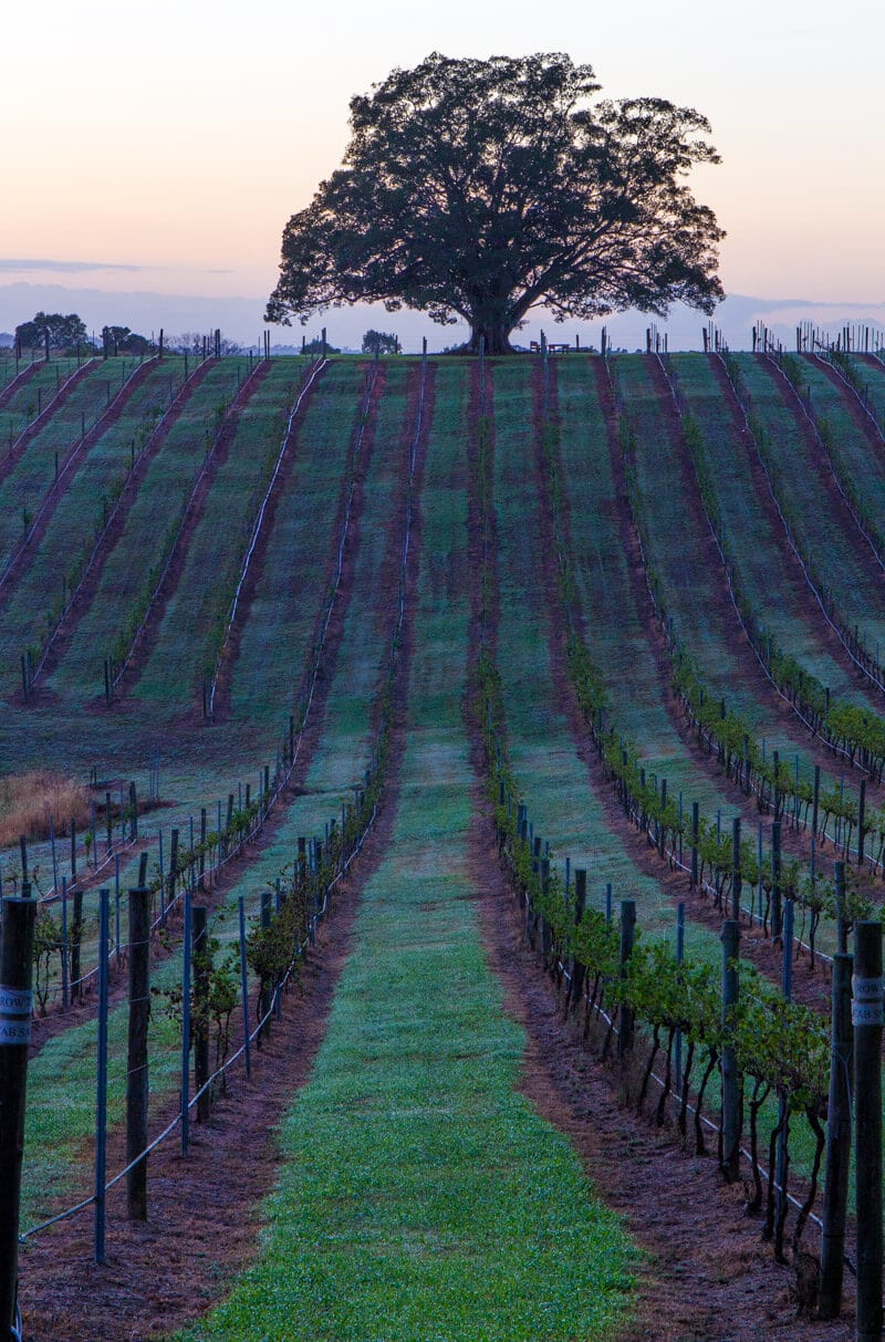 vines in front of big oak tree at sunrise