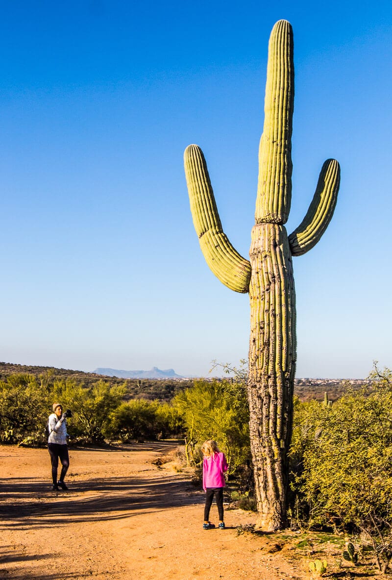 cactus in Catalina State Park, Tuscon, Arizona