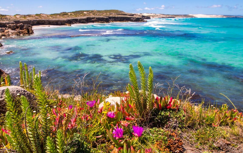 flowers on a hill next to the ocean