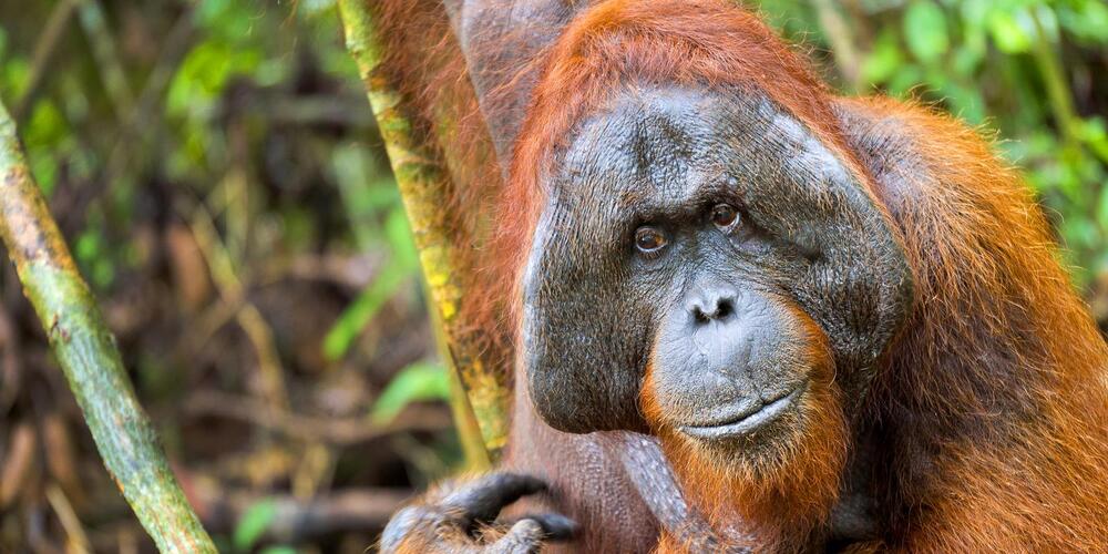 Orangutan in tree