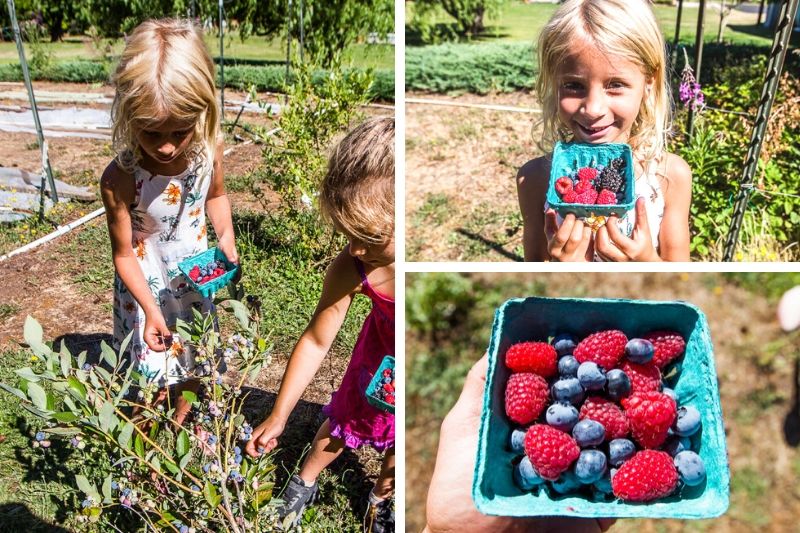 young girls berry picking