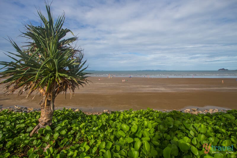 palm trees on the sand