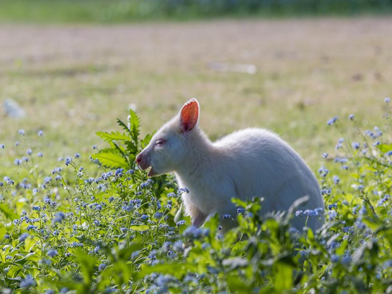 Albino Bennetts wallaby