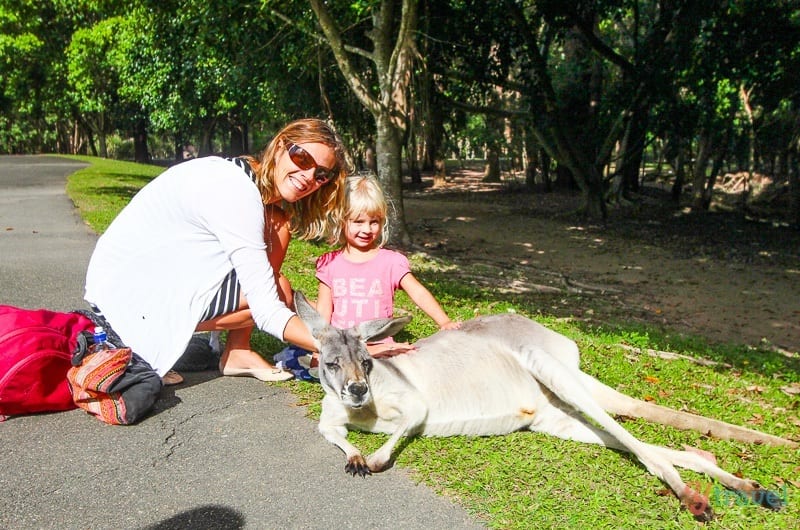 mother and child patting Kangaroo at Australia Zoo, Queensland, Australia