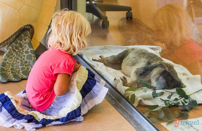 little girl looking at an koala in animal hospital