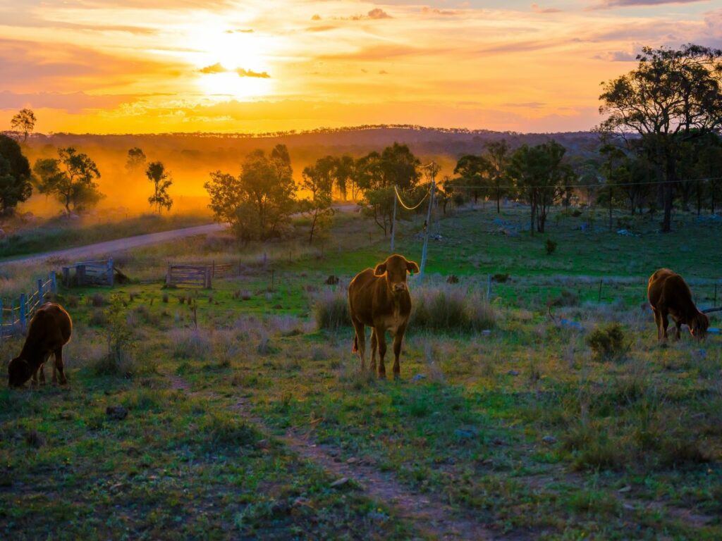 cows in pasture at sunrise in stanthorpe