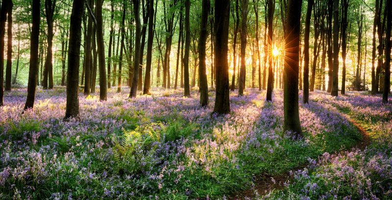 path through the bluebell woods