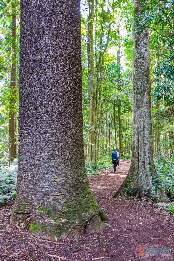 woman  hiking in the Bunya Mountains in Queensland, Australia