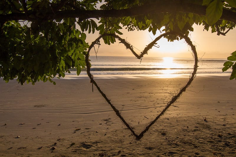 heart shaped sculpture having off tree on cape tribulation beach with sunrise through it