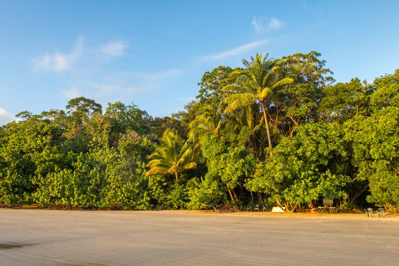 cape trib beach with daintree rainforest on edge of sand