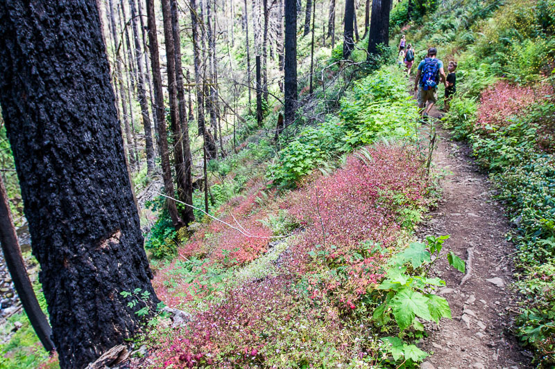 people hiking on forest trail