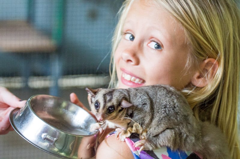 girl with sugar glider on shoulder