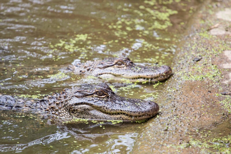 See the cute baby alligators with heads on shore