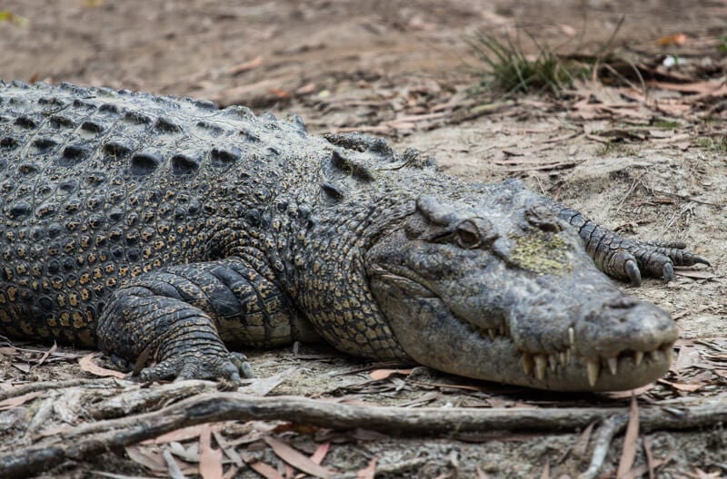 saltwater crocodile