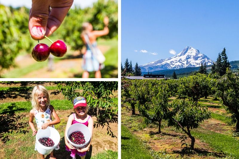 girls picking cherries