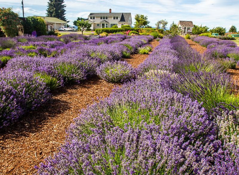 Hood River Lavender Fields