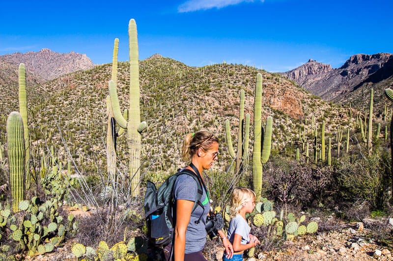 woman and child walking beside cacti on Sabino Canyon hikes