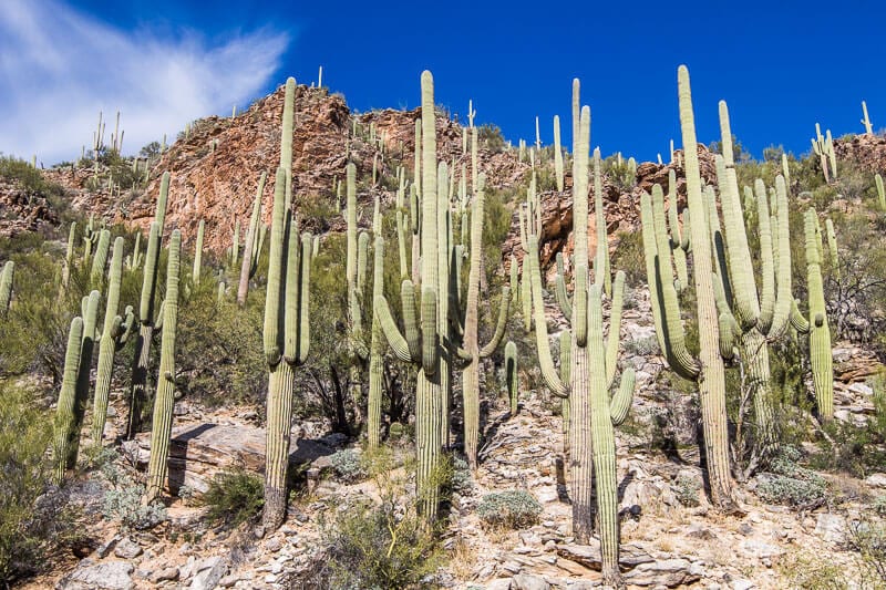 cacti on a hill