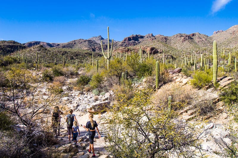 hill with cacti