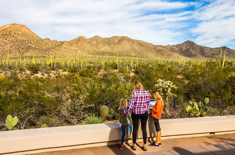 family looking at view in Saguaro National Park West