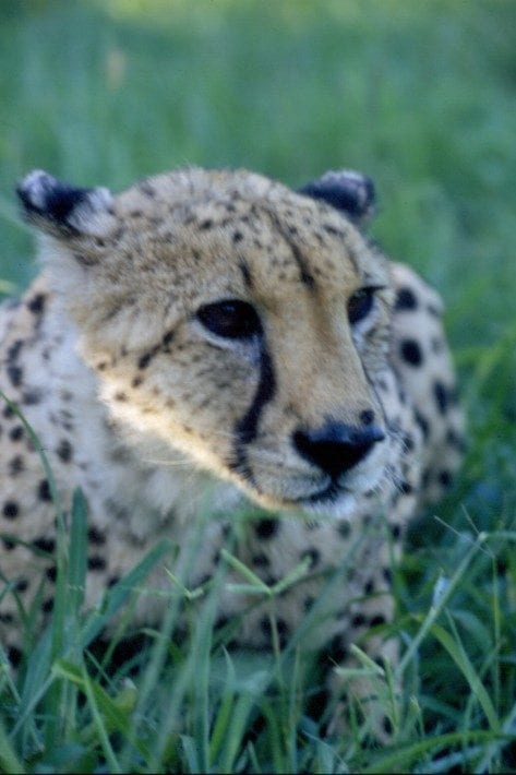 close up of cheetah in the grass