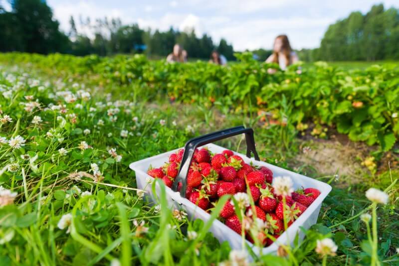 strawberry picking on the Sunshine Coast