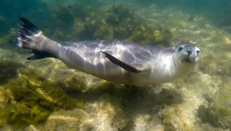 A close up of a seal