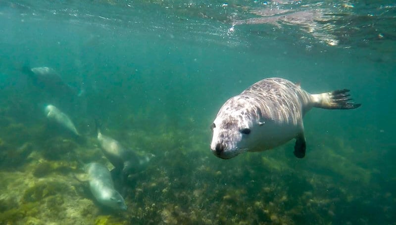 seal in the ocean