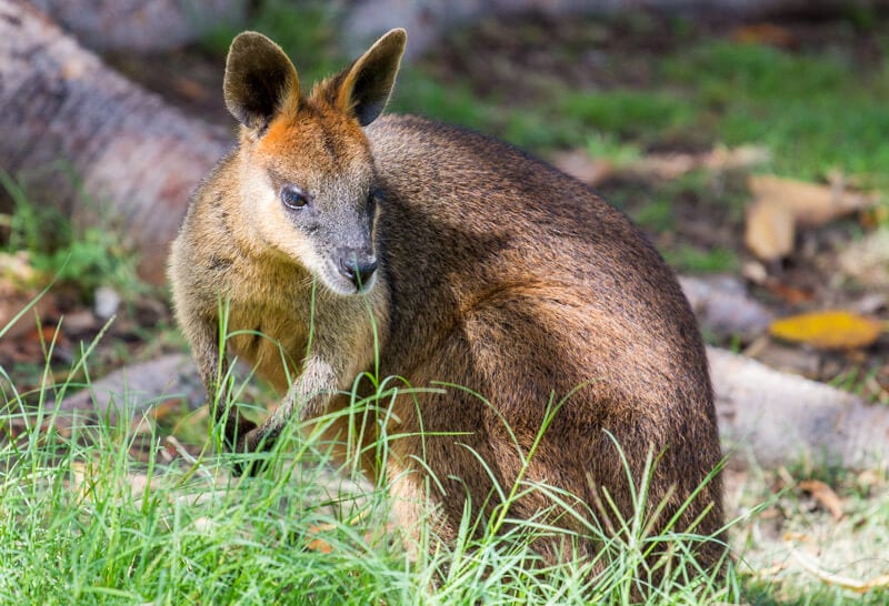 wallaby at Ipswich nature centre