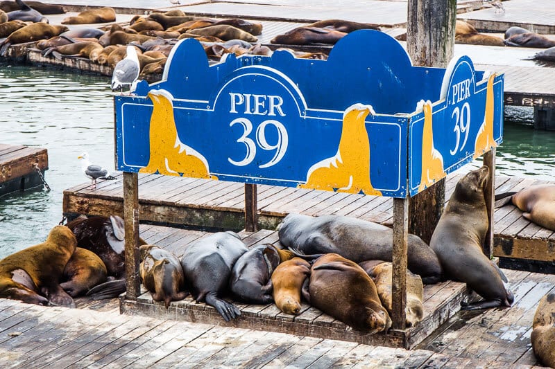 sea lions on pier 39