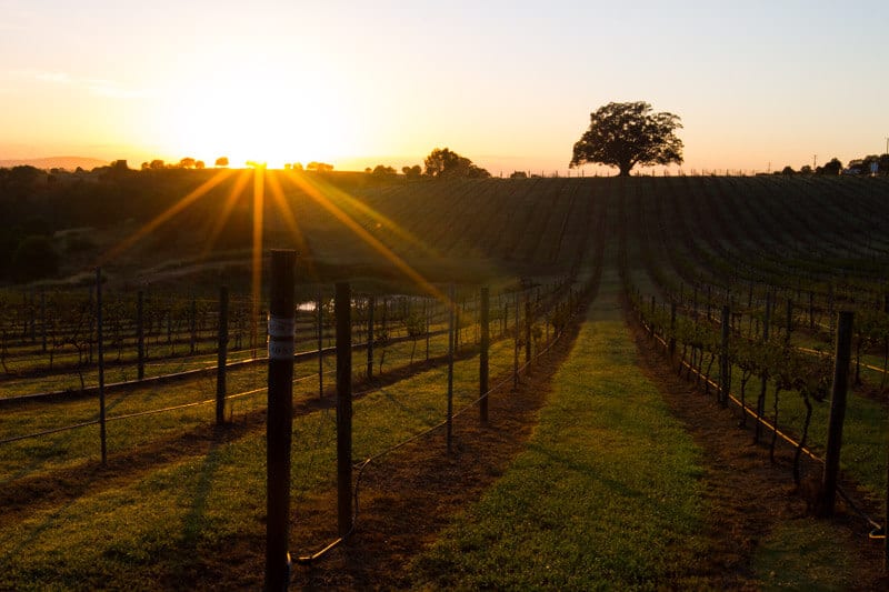 Sunrise at Woodlands of Marburg 