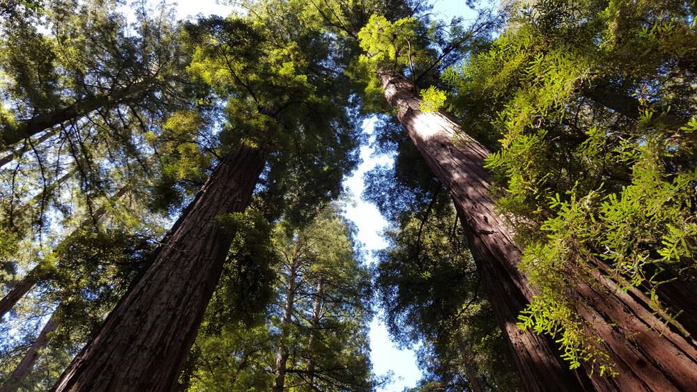 redwood canopy