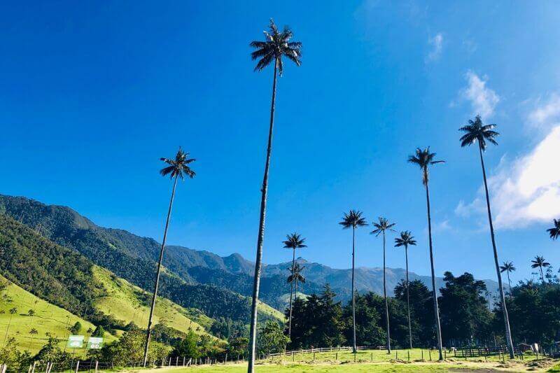 Cocora Wax Palms