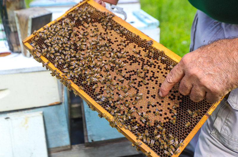 man holding bee hive