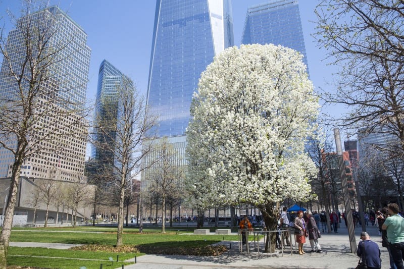 Survivor Tree 911 Memorial