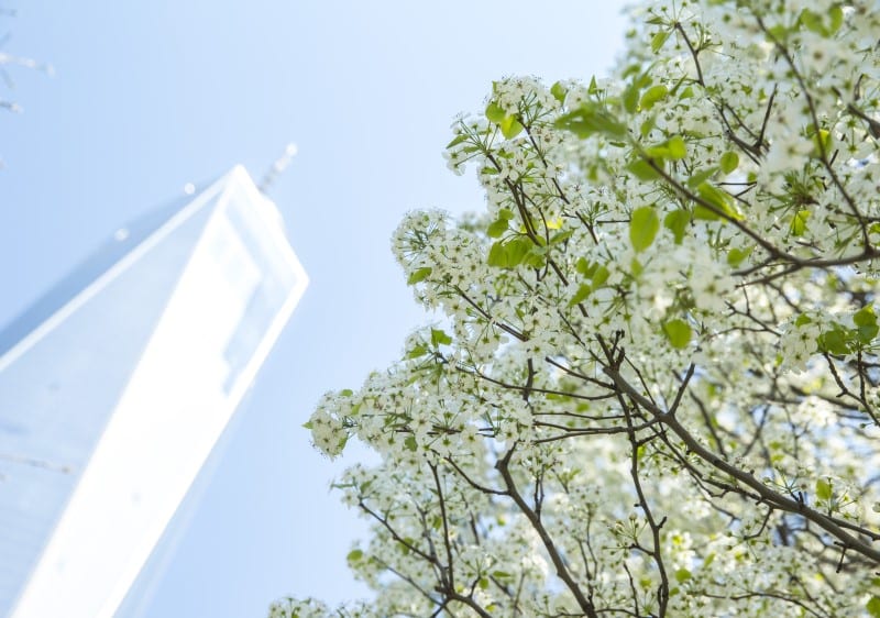 The Survivor Tree and Freedom Tower